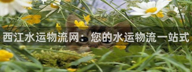 28圈充值不到账怎么回事